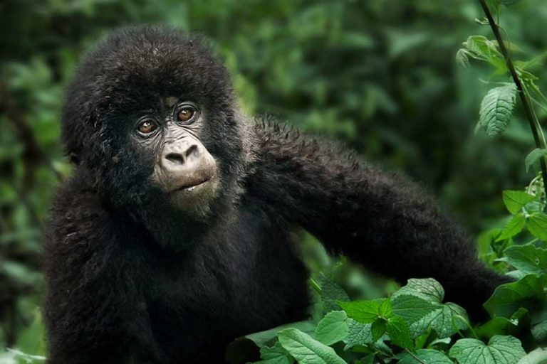 Bwindi gorilla