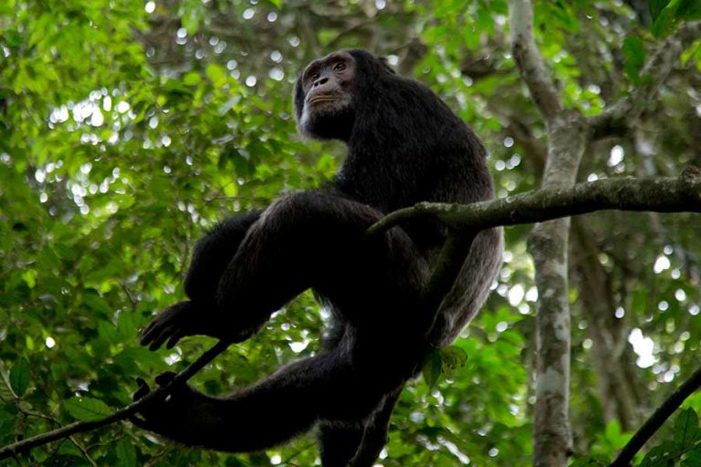 Uganda Primate Safari with Chimpanzees