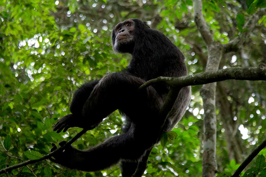 Uganda Primate Safari with Chimpanzees