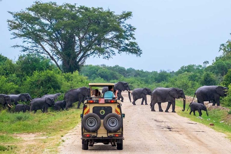 Game drive in Queen Elizabeth national park