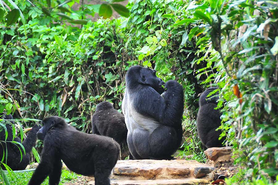 Gorilla Safari in Bwindi