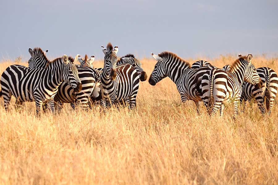 Masai Mara - Uganda Kenya Wildlife Safari