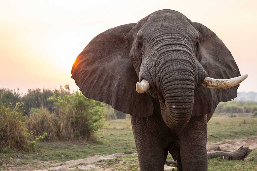 Uganda Wildlife Safari