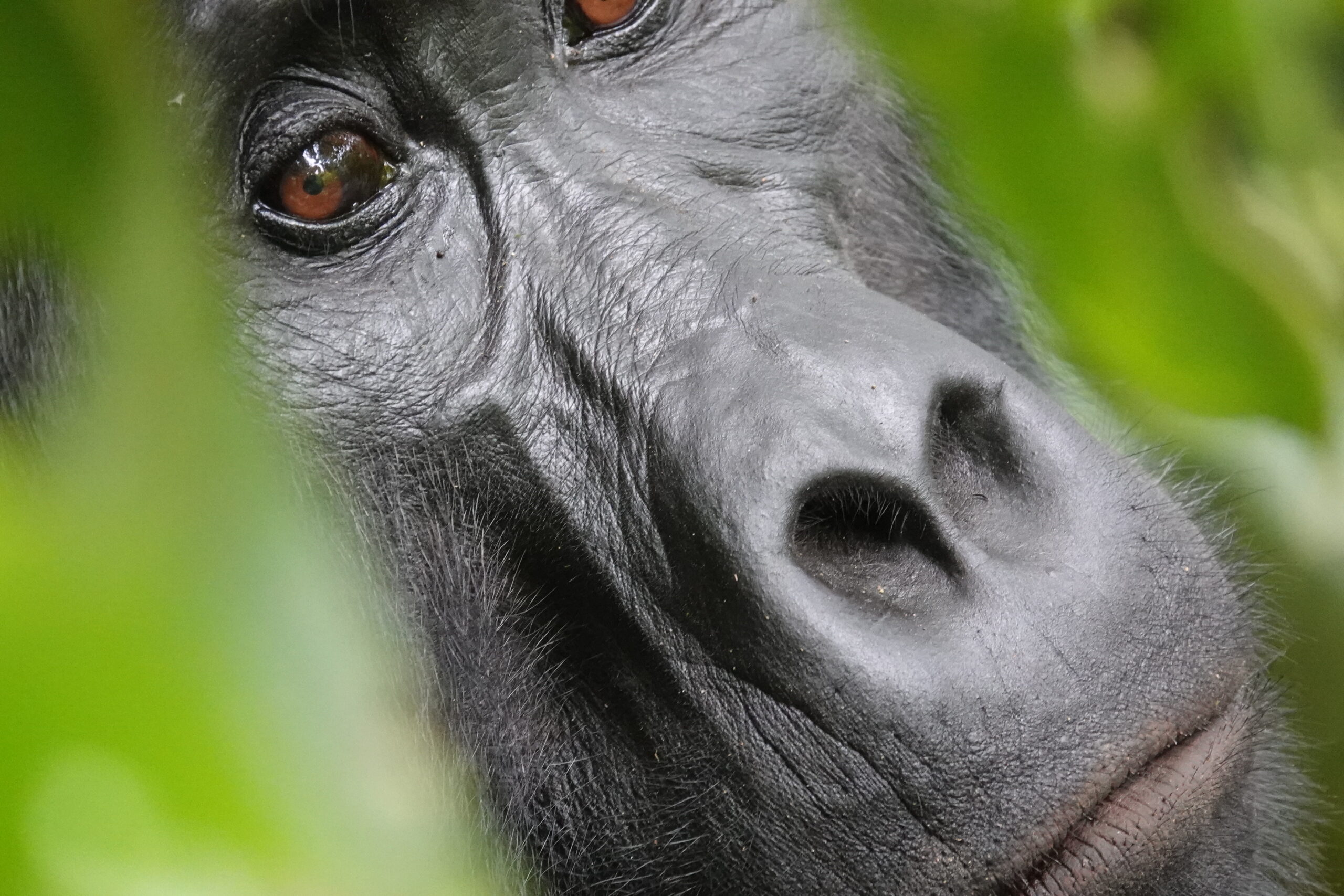 You are currently viewing 9-Day Customized Uganda Holiday and Tour to See Gorillas