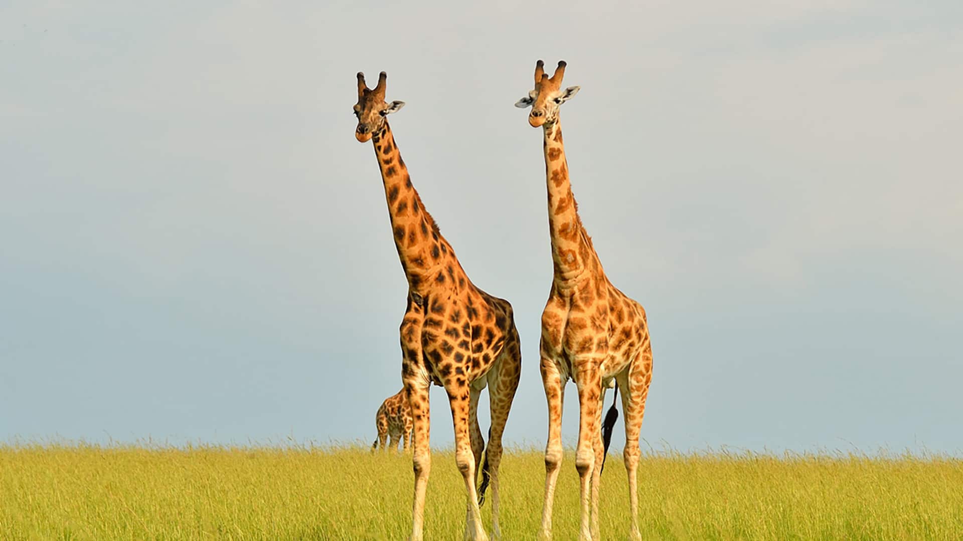 You are currently viewing 10-Day Tailor-Made Holiday & Tour in Uganda –Big 5 Safari