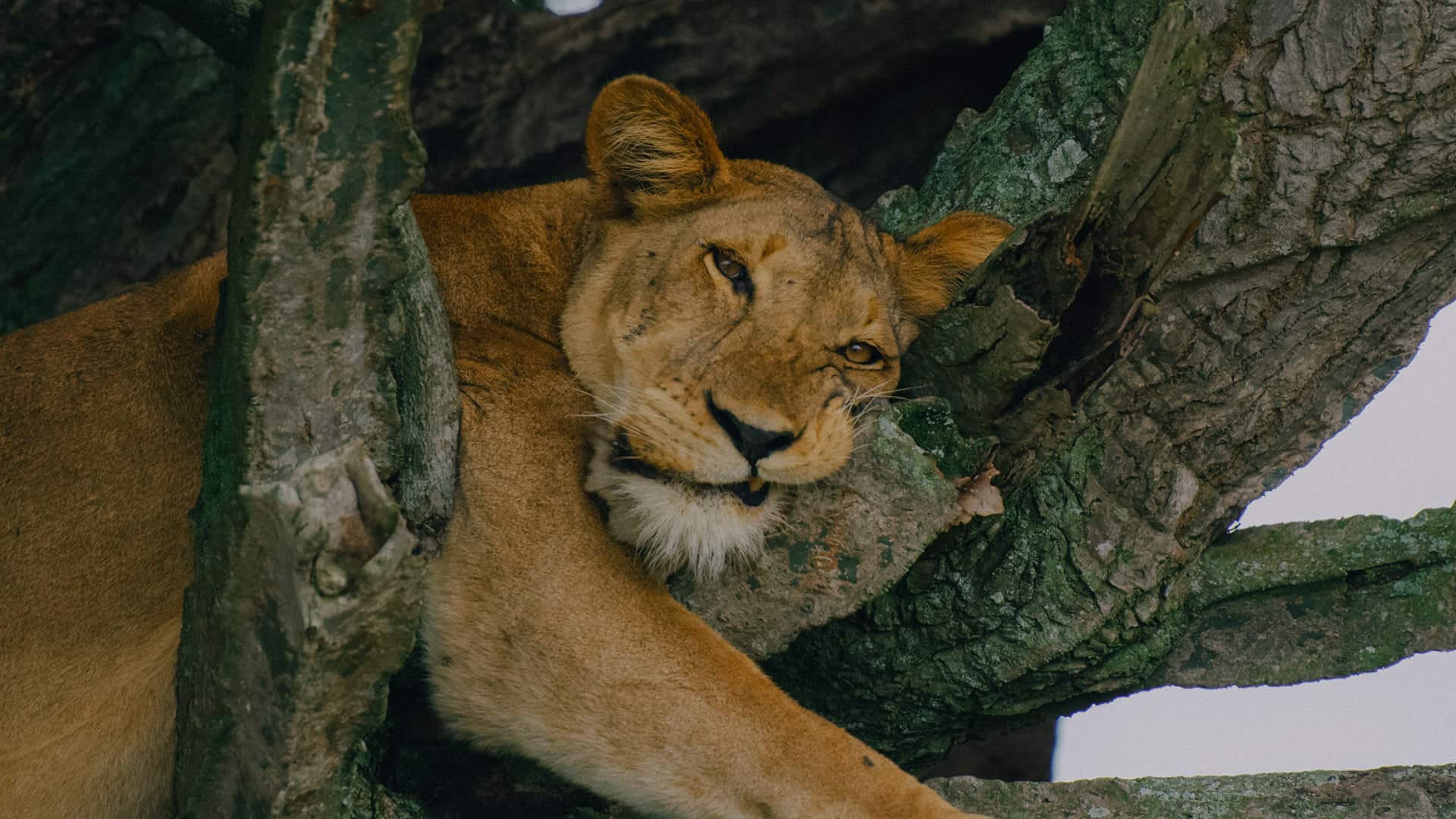 You are currently viewing 15-Day Women-only Safari – Adventure, Connection, Self-discovery