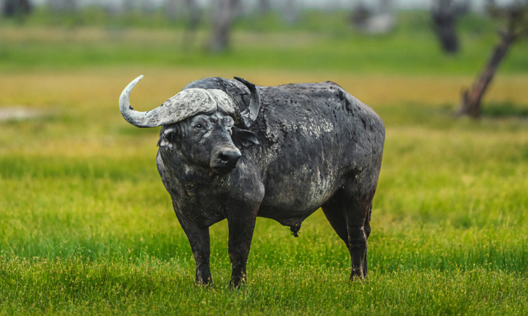 Read more about the article 5-Day Masai Mara Safari Package Including Lake Naivasha