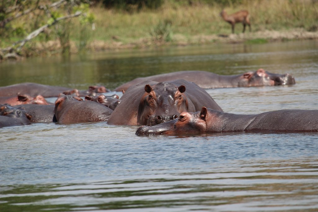 Read more about the article 4-Day Kenya Big 5 Safari Package to the Masai Mara Reserve