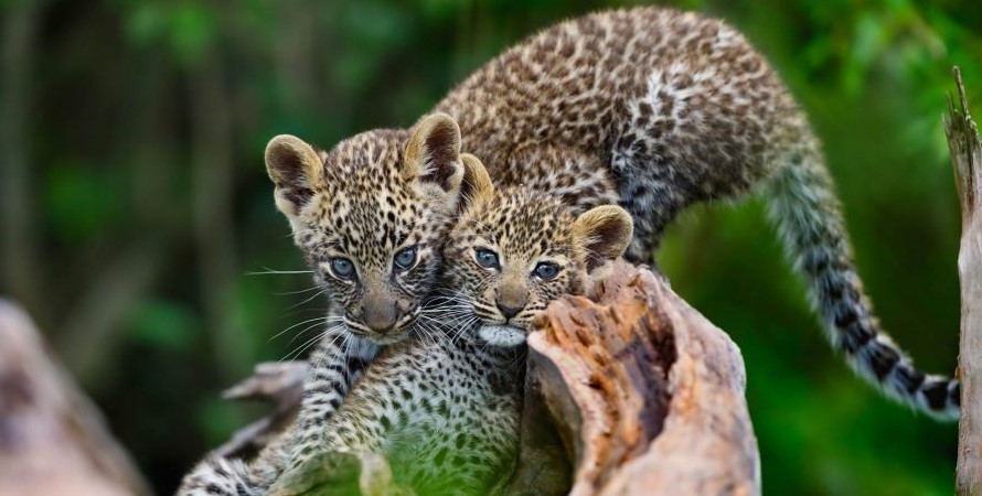 Read more about the article 6-Day Big 5 Safari in Serengeti, Ngorongoro and Tarangire