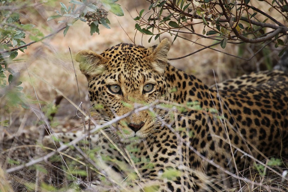 You are currently viewing 18-Day Immersive Safari Experiences in Uganda and Rwanda