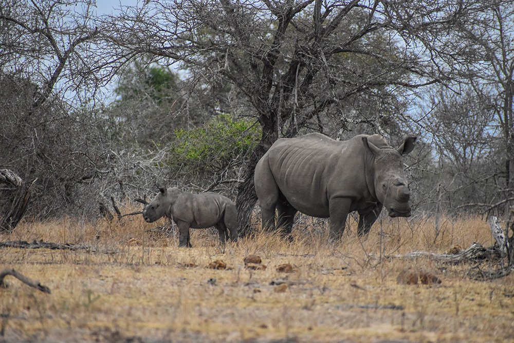 Read more about the article 8-Day Safari in Kenya Featuring Masai Mara and Samburu